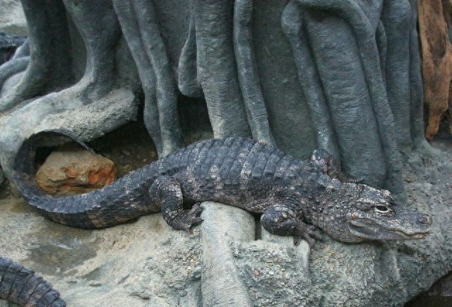 全球10大稀有动物,有些甚至不足百只,面临即将灭绝的危险