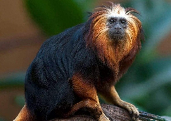 全球10大稀有动物,有些甚至不足百只,面临即将灭绝的危险