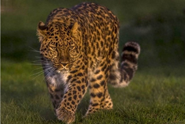 全球10大稀有动物,有些甚至不足百只,面临即将灭绝的危险