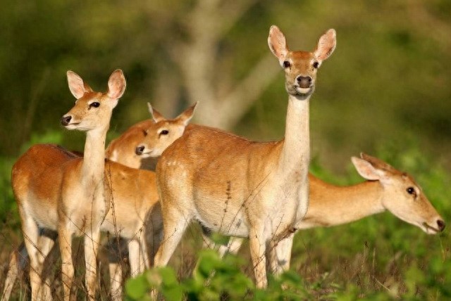 全球10大稀有动物,有些甚至不足百只,面临即将灭绝的危险