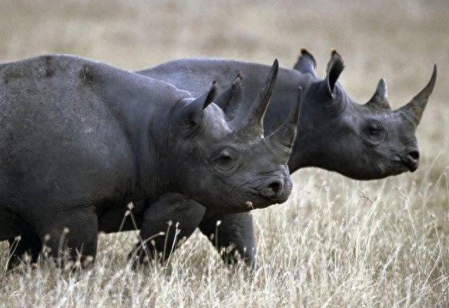 全球10大稀有动物,有些甚至不足百只,面临即将灭绝的危险