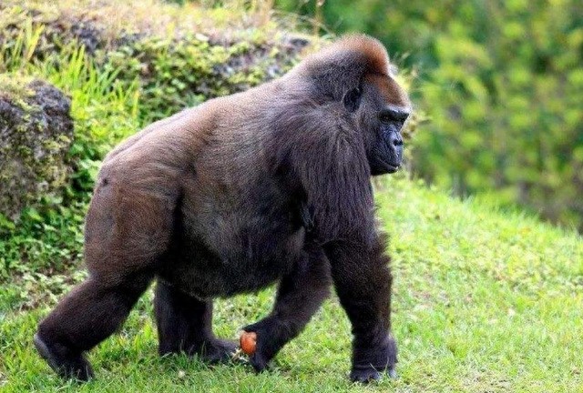 全球10大稀有动物,有些甚至不足百只,面临即将灭绝的危险