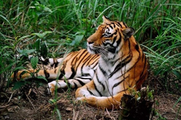 全球10大稀有动物,有些甚至不足百只,面临即将灭绝的危险