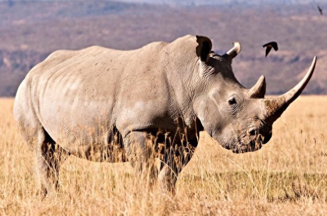全球10大稀有动物,有些甚至不足百只,面临即将灭绝的危险