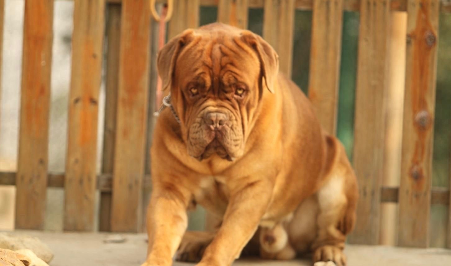 英国国宝犬:英国獒英姿飒爽不输藏獒