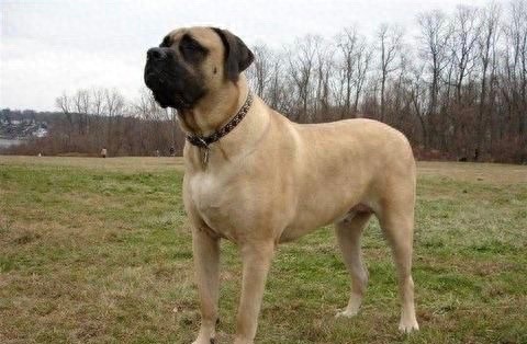 英国国宝犬:英国獒英姿飒爽不输藏獒