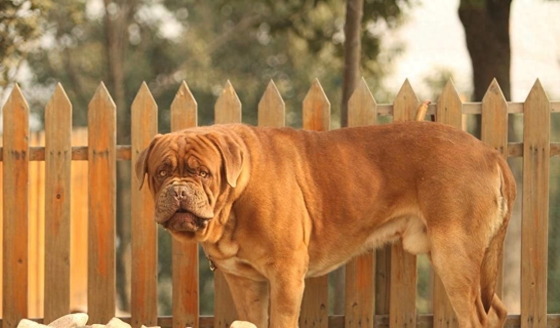 英国国宝犬:英国獒英姿飒爽不输藏獒