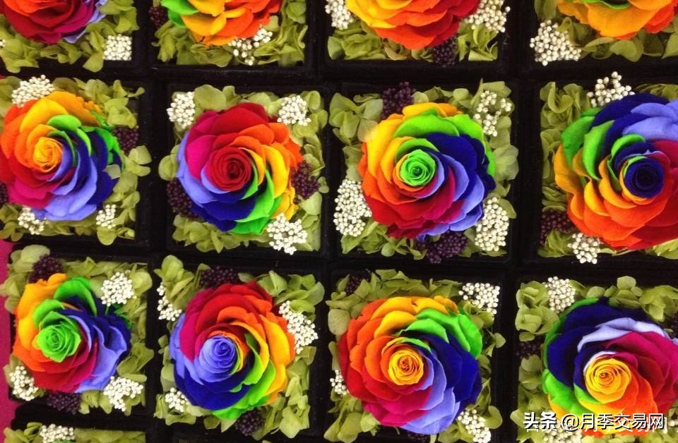 七彩玫瑰花语是什么（彩虹玫瑰惊艳现身送礼的特别选择）