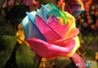七彩玫瑰花语是什么（彩虹玫瑰惊艳现身送礼的特别选择）