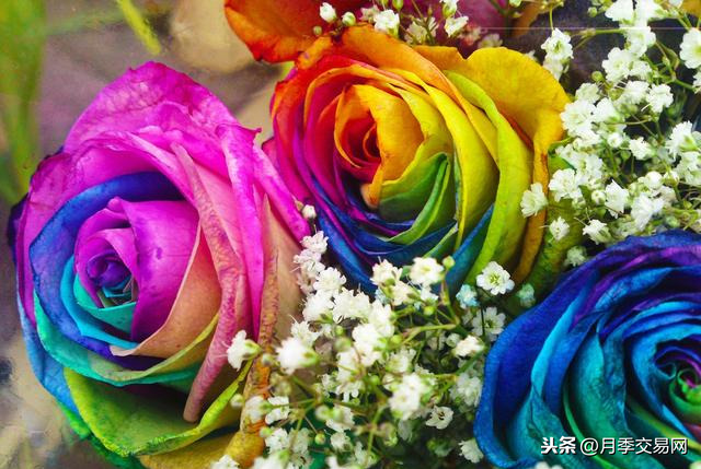 七彩玫瑰花语是什么（彩虹玫瑰惊艳现身送礼的特别选择）