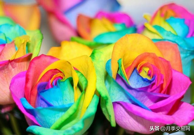 七彩玫瑰花语是什么（彩虹玫瑰惊艳现身送礼的特别选择）