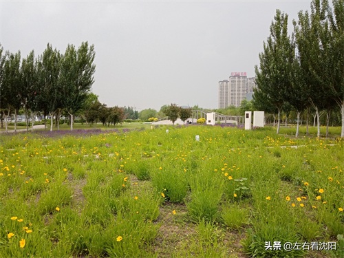 沈北“七星公园-开阳园”实景图片