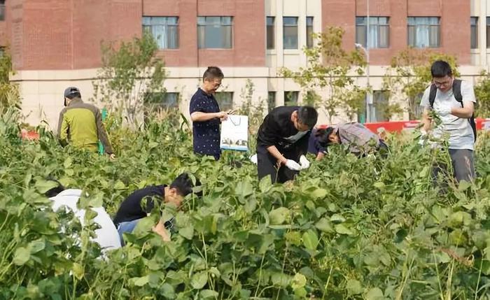 别人家的学校:2千斤鱼“踩盆”吃 74亩毛豆“随便”摘!