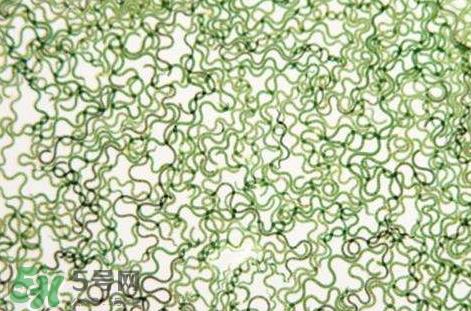 怎么辨别螺旋藻的真假?买螺旋藻怎么挑? 怎么辨别螺旋藻的真假?买螺旋藻怎么挑?