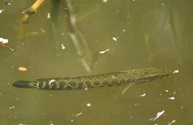 十二生肖属山肖的是什么