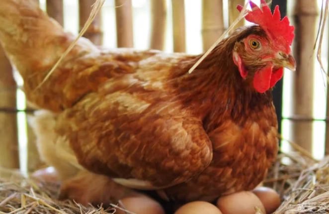 网络图片(侵删)