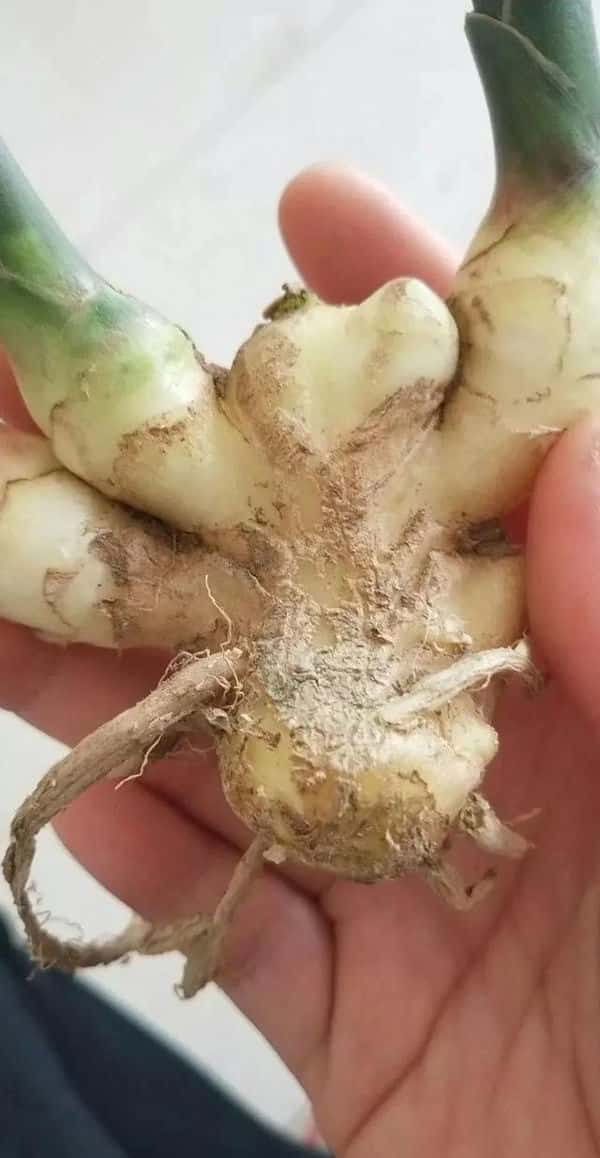 生姜癞皮和花皮区别(生姜花皮是什么原因)