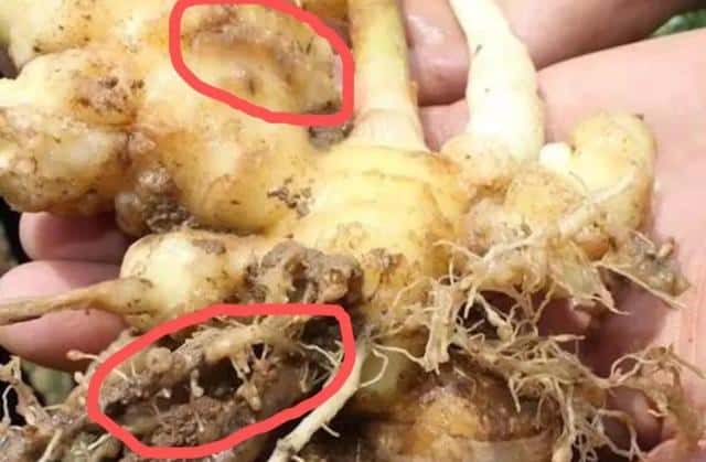 生姜癞皮和花皮区别(生姜花皮是什么原因)