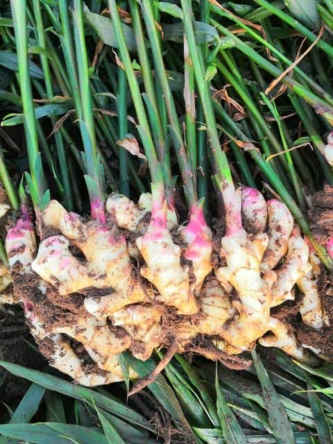 生姜癞皮和花皮区别(生姜花皮是什么原因)